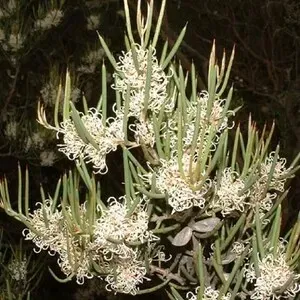 The Natural World Hakea microcarpa struik plant winterhard