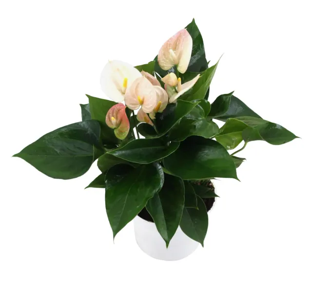 XL-Bloom YoungPlants XL.107 jonge plant Perito Pearl P6