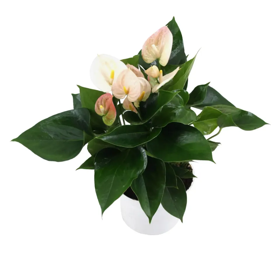 XL-Bloom YoungPlants XL.107 jonge plant Perito Pearl P6