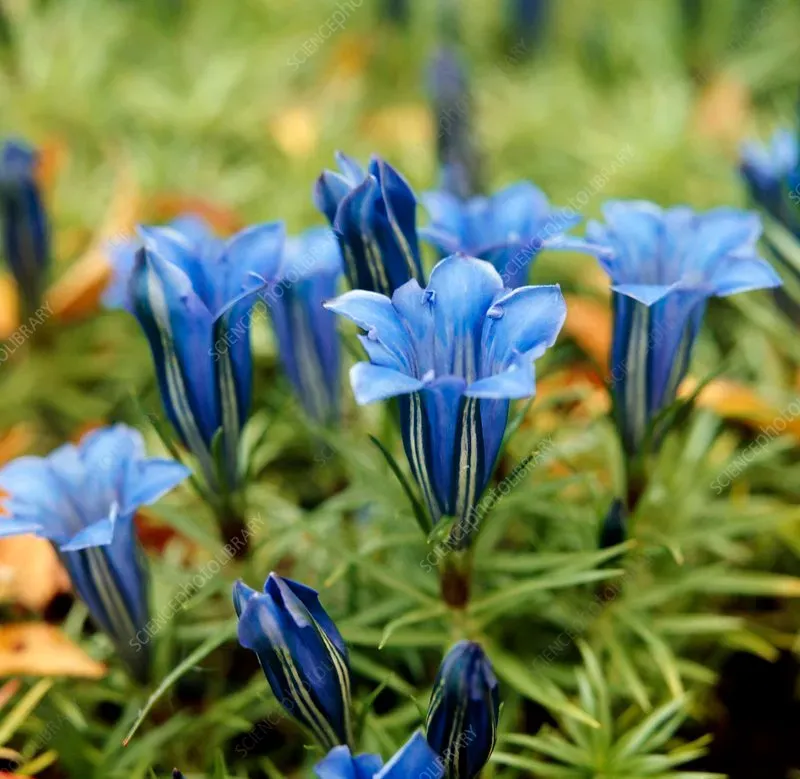 The Natural World sino-ornata gentiaan P9 blauw