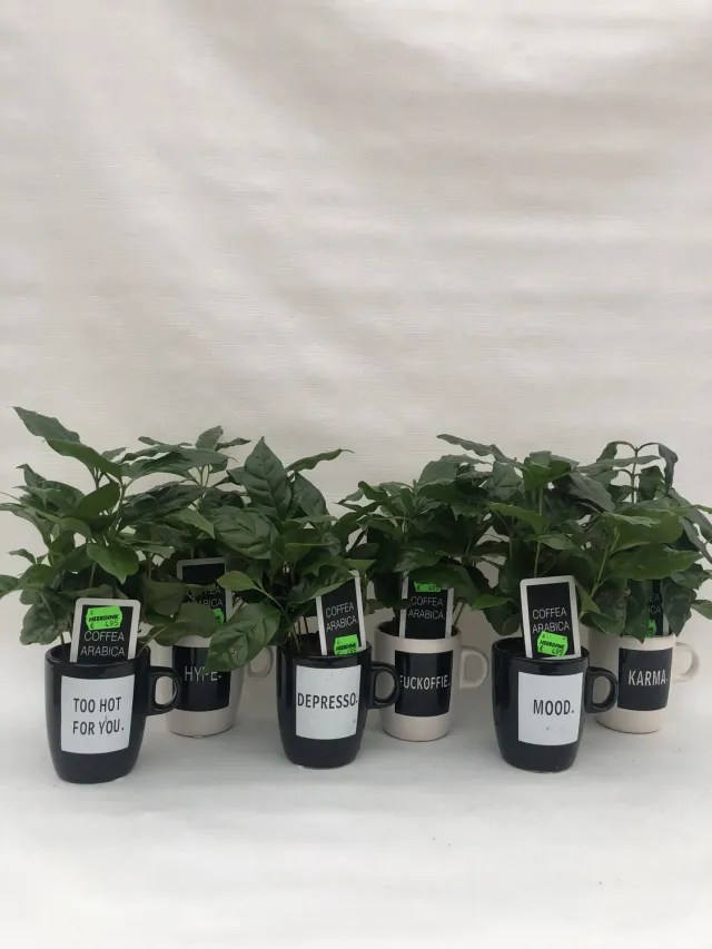 Coffea arabica koffieplant in koffiemok groen blad