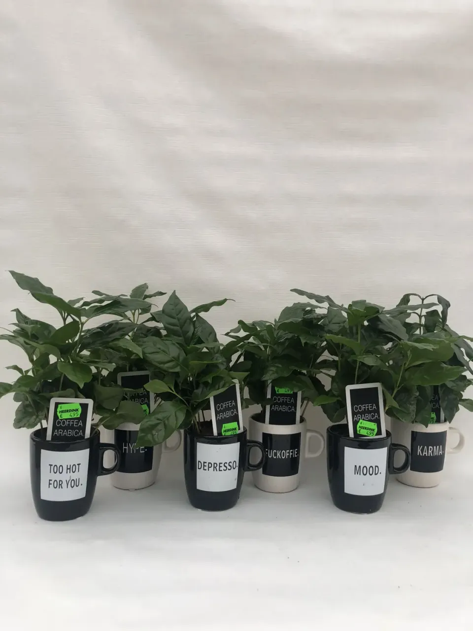Coffea arabica koffieplant in koffiemok groen blad