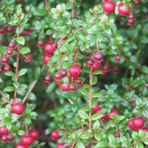 The Natural World Ugni molinae Bella Berry struik eetbare bes