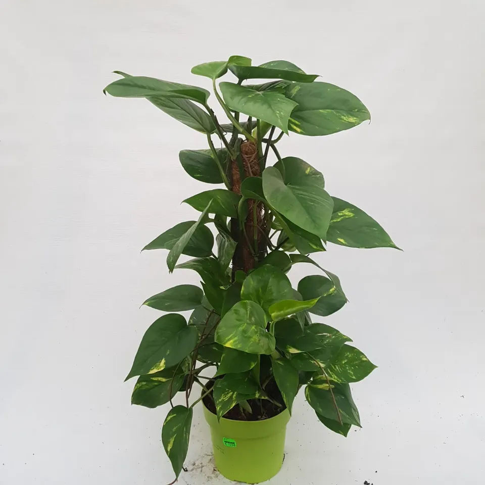 Tuincentrum Heerdink Epipremnum aureum drakenklimop 65 cm