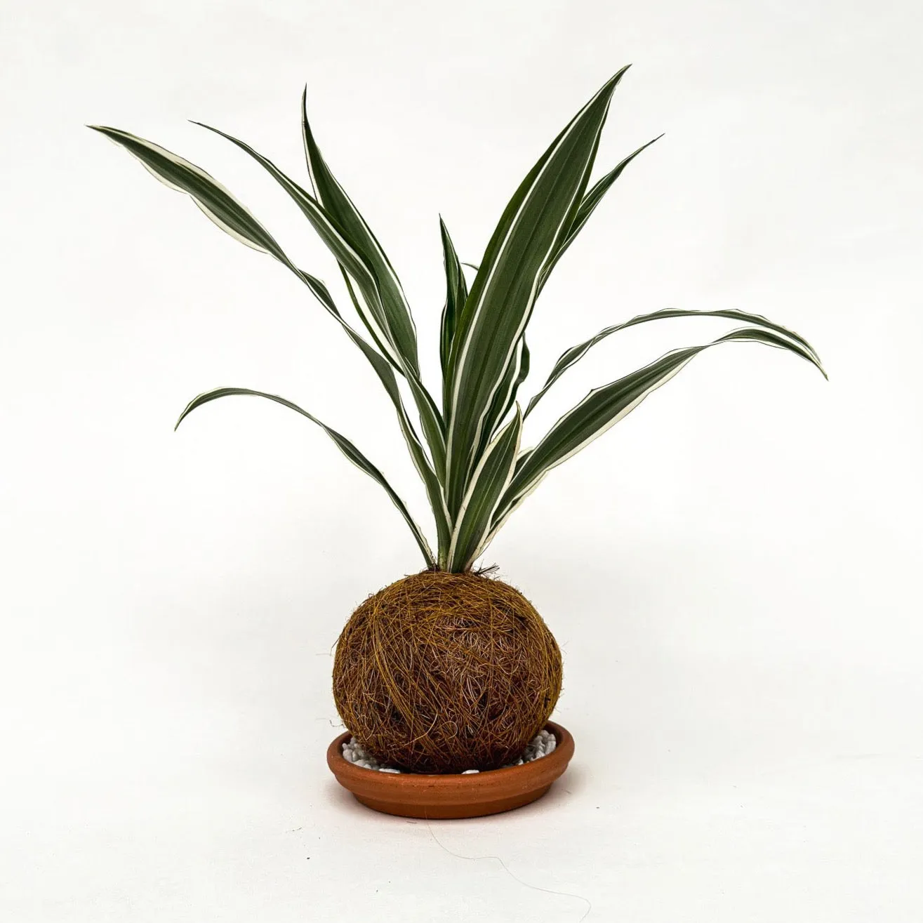 House of Koko Green White kokedama zonder schaaltje