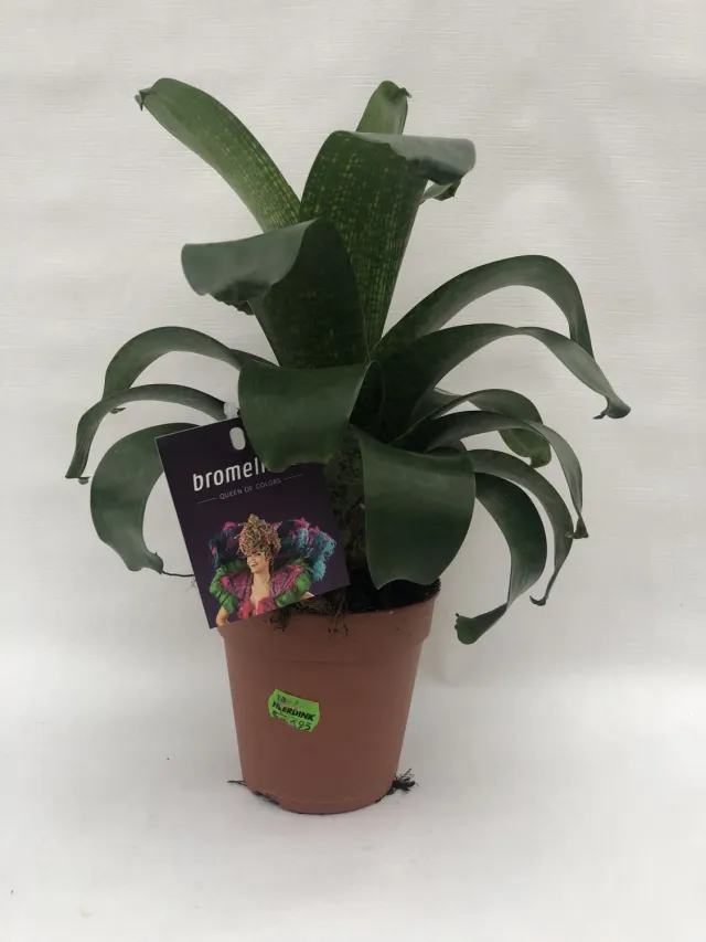 Tuincentrum Heerdink Vriesea gigantea Nova bromelia