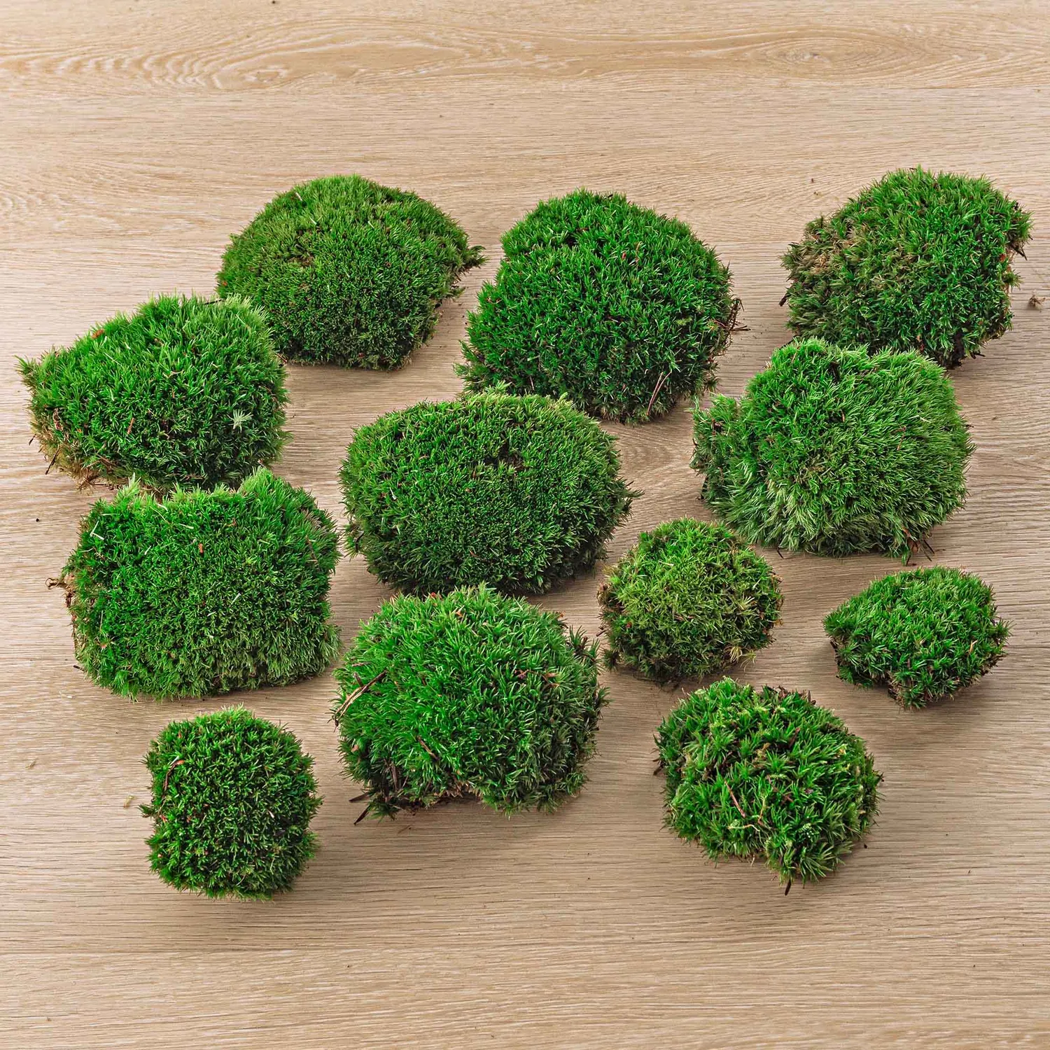 Urbanjungl Kussentjesmos Leucobryum 1 zak 3 stuks