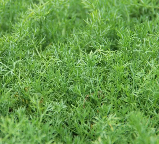 The Natural World Chamaemelum nobile Treneague plant geurig