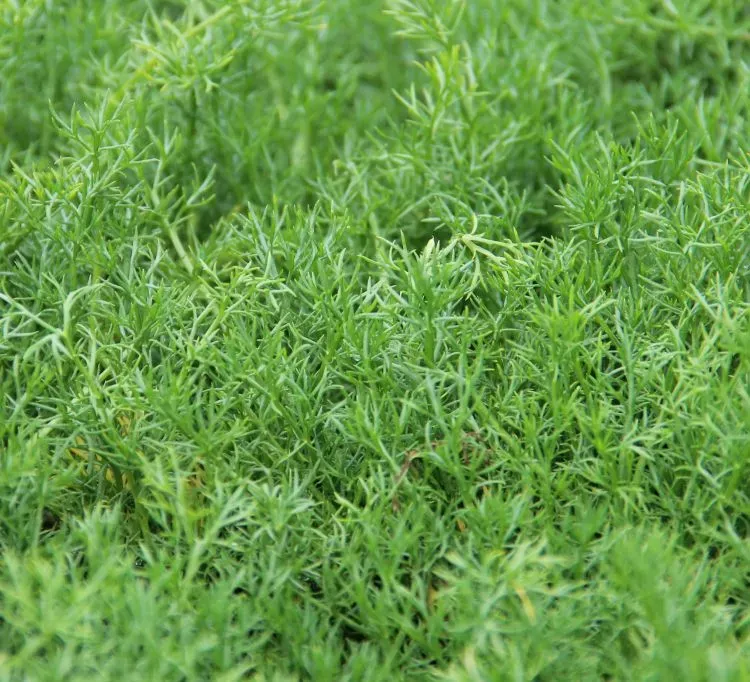 The Natural World Chamaemelum nobile Treneague plant geurig