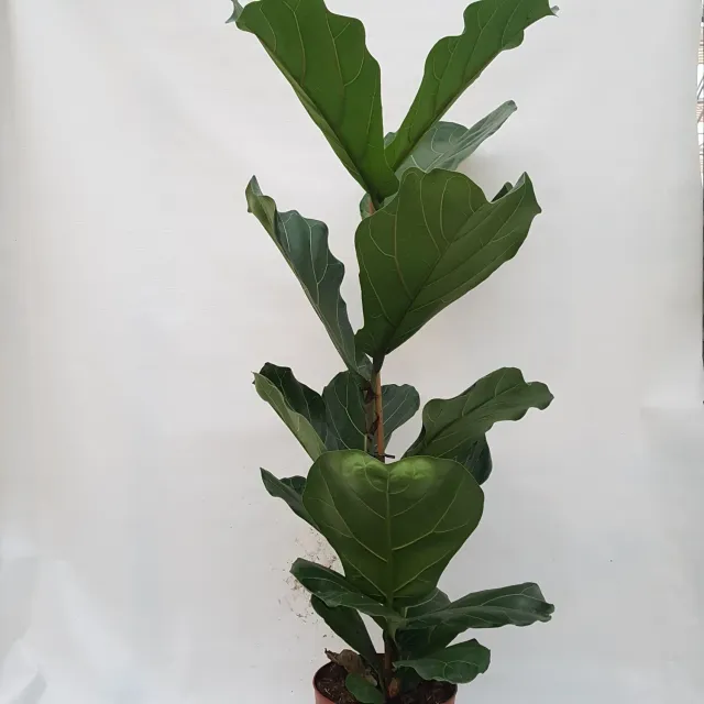 Tuincentrum Heerdink Ficus Lyrata Tabaksplant Kamerplant 100 cm