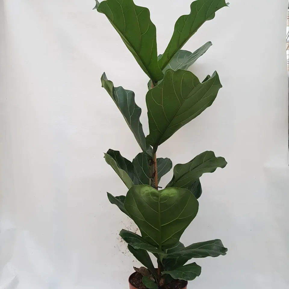 Tuincentrum Heerdink Ficus Lyrata Tabaksplant Kamerplant 100 cm
