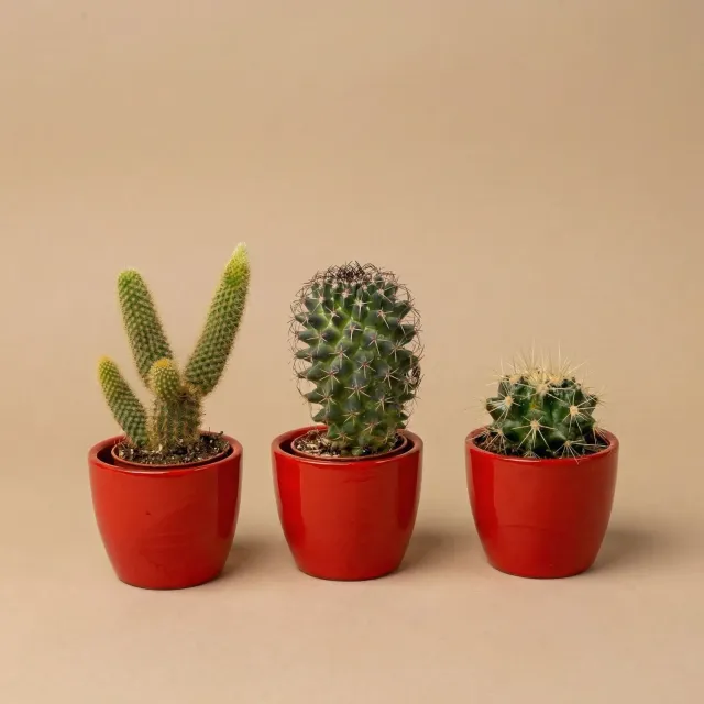Urbanjungl Cactussen cactusset 3 stuks met rode pot 8-12 cm