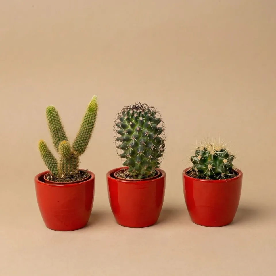 Urbanjungl Cactussen cactusset 3 stuks met rode pot 8-12 cm