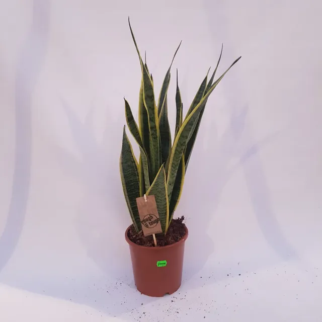 Sansevieria trifasciata Laurentii vrouwentong kamerplant