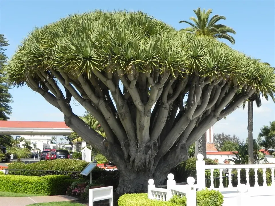 The Natural World Dracaena draco plant kuipplant