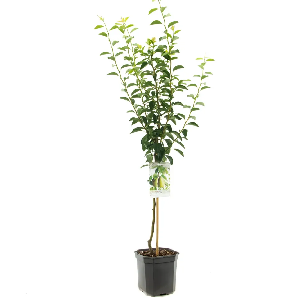 Pyrus Beurre Hardy perenboom herfst-handpeer eetbaar