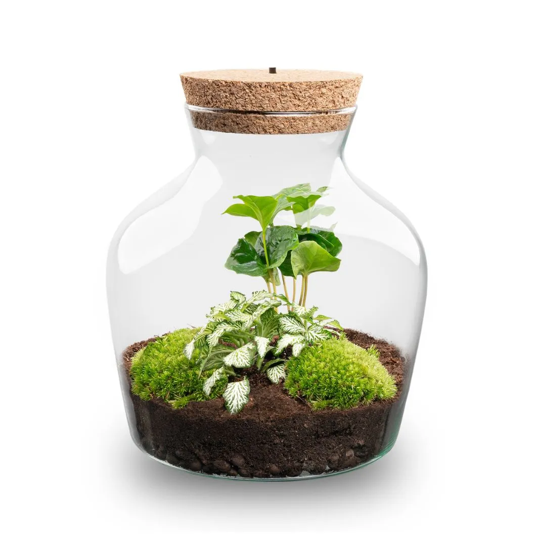 Urbanjungl Little Joe terrarium DIY kit met licht Ø 20 cm