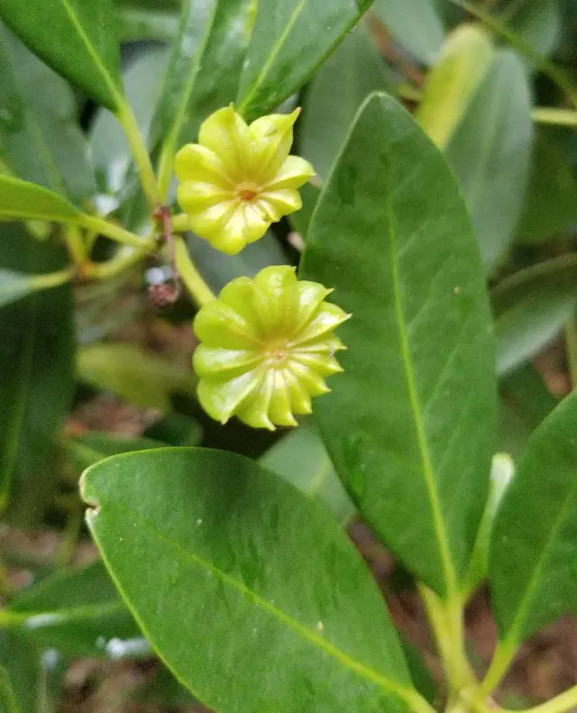 The Natural World Illicium oligandrum steranijs C2 groen