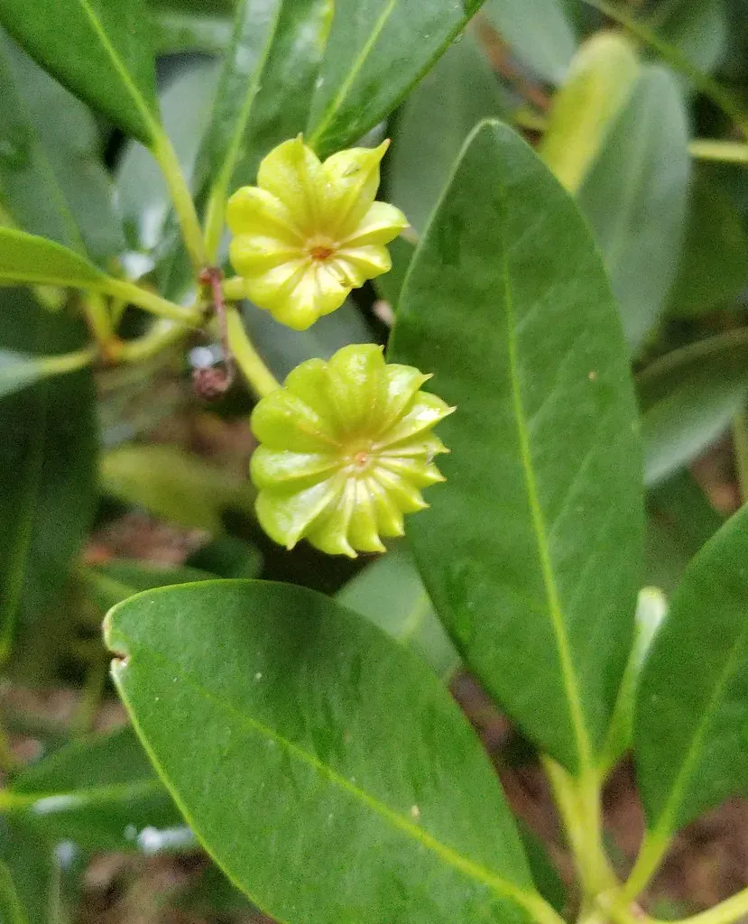 The Natural World Illicium oligandrum steranijs C2 groen
