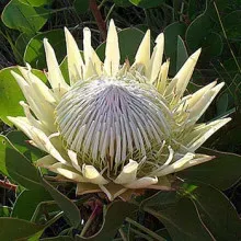 The Natural World Protea cynaroides White Crown proteaplant P17