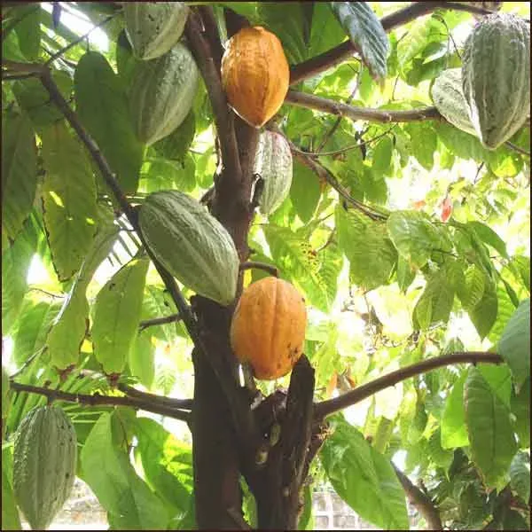 The Natural World Theobroma cacao cacaoboom kamerplant