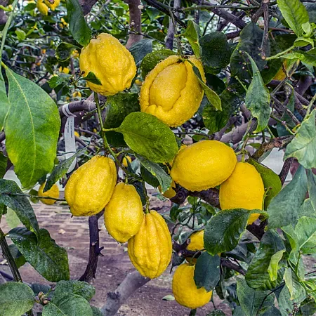 The Natural World Citrus Bizarro citroenboom gestreept