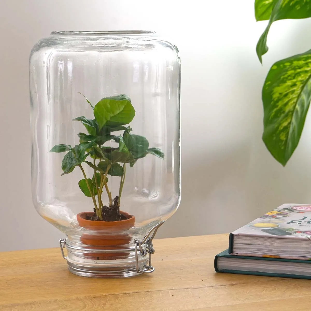 Urbanjungl Easyplant Fido terrarium DIY kit gesloten
