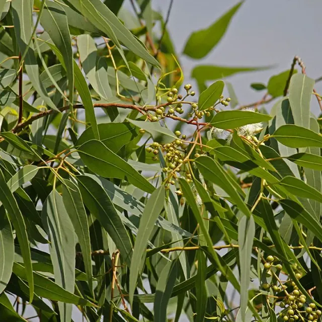 The Natural World Eucalyptus citriodora citroenplant citroengeur