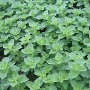 The Natural World Origanum Hot & Spicy plant P9 pittig