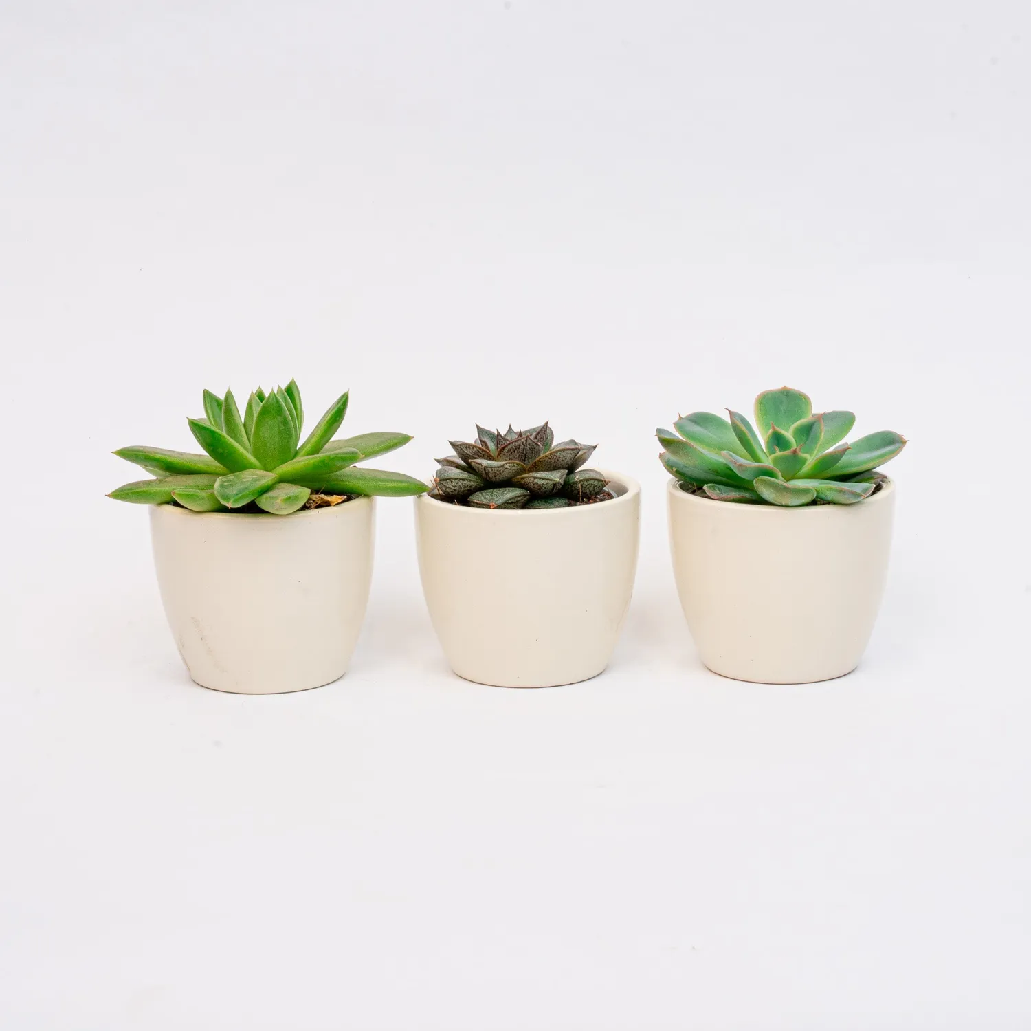 Urbanjungl Vetplanten Mix plantenset 3 stuks blauw-wit