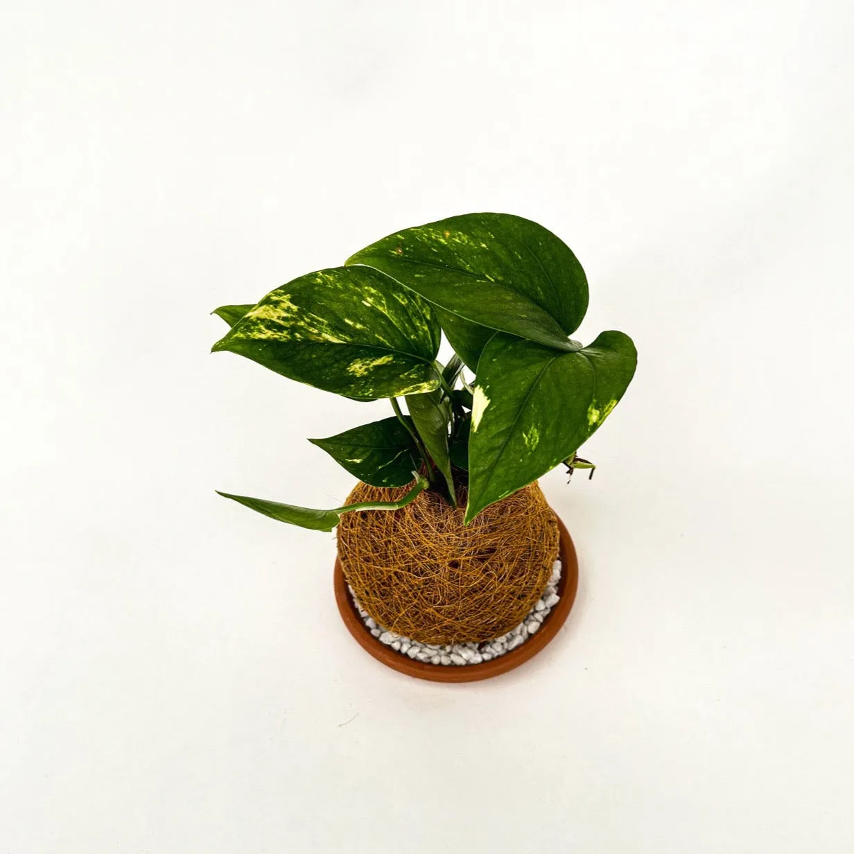 House of Koko Philly Kokedama zonder schaaltje rankend