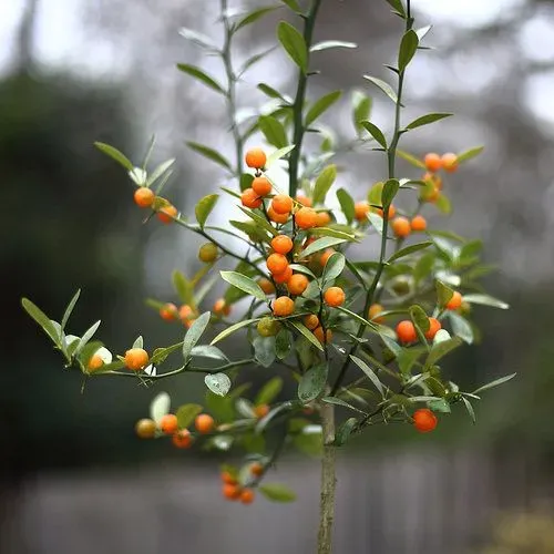The Natural World Citrus Hong Kong kumquat plant eetbaar