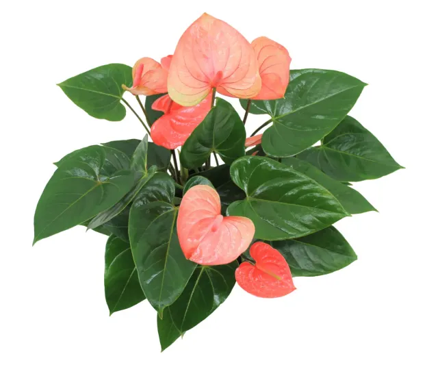 XL-Bloom YoungPlants XL.52 Easy Salmon kamerplant jong zalm