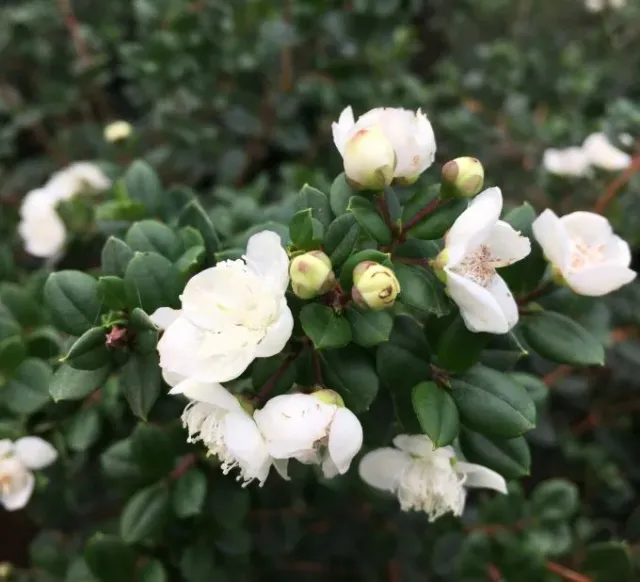 The Natural World Luma apiculata plant eetbare bessen