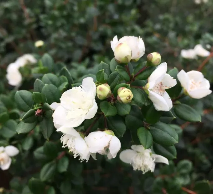 The Natural World Luma apiculata plant eetbare bessen