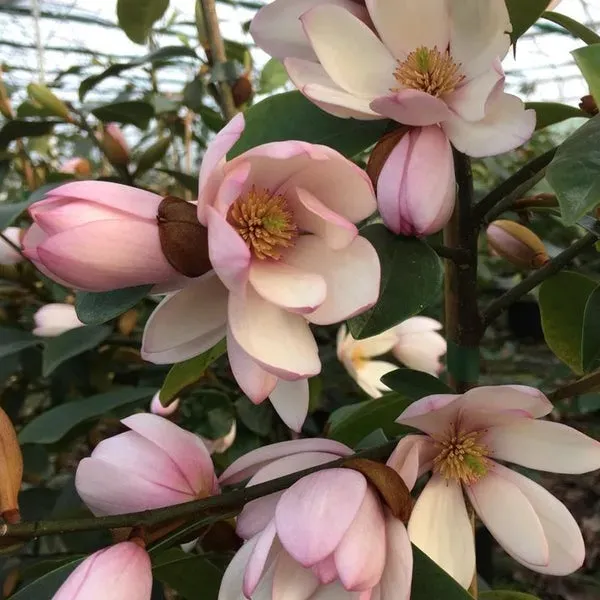 The Natural World Fairy Blush michelia struik geurend