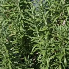 The Natural World Rosmarinus Rex rozemarijn plant P9 eetbaar