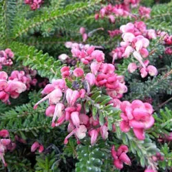 The Natural World Grevillea lanigera zaden wintergroen