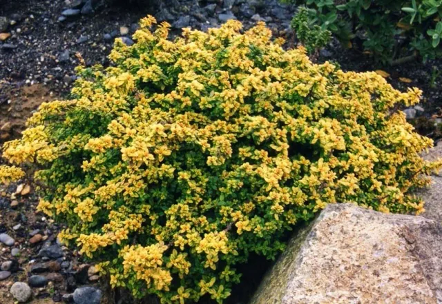 The Natural World Thymus Aureus citroentijm plant eetbaar