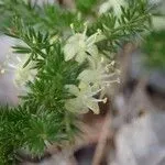 The Natural World Asparagus acutifolius plant P9 eetbaar