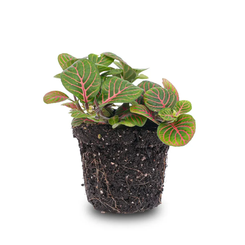 Urbanjungl Fittonia Bubble Red mozaiekplantje 10 cm