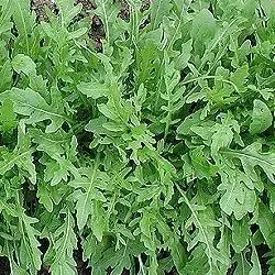 The Natural World Wasabi-rucola kruidenplant pittig blad