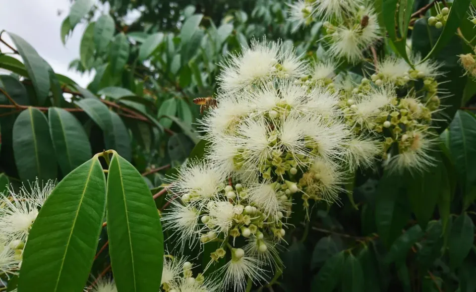 The Natural World Syzygium Polyanthum salamplant eetbaar