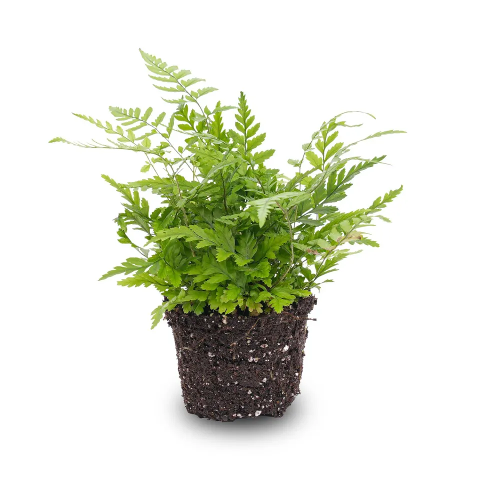 Urbanjungl Athyrium spicatum varen terrariumplant pot 6