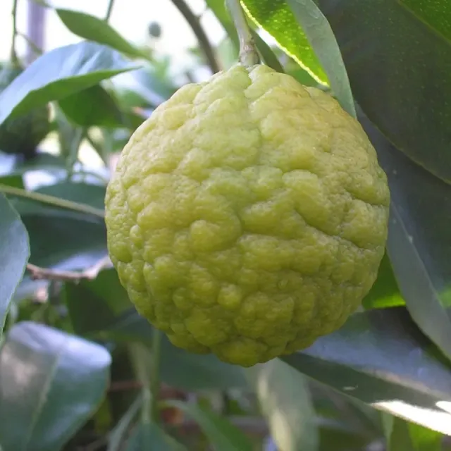 The Natural World Citrus webberi citrusplant calamondin eetbaar