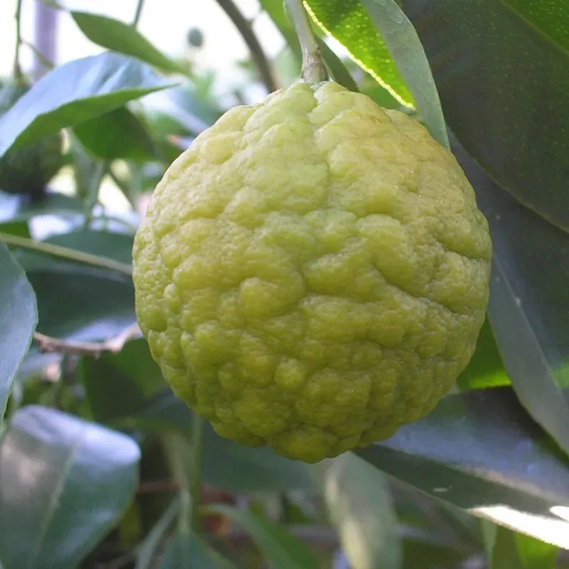 The Natural World Citrus webberi citrusplant calamondin eetbaar
