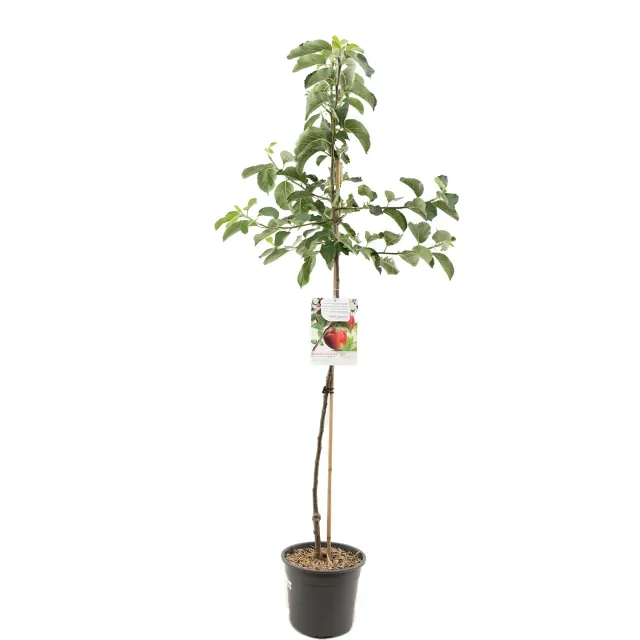 Tuincentrum Heerdink Jonagold appelboom Malus handappel