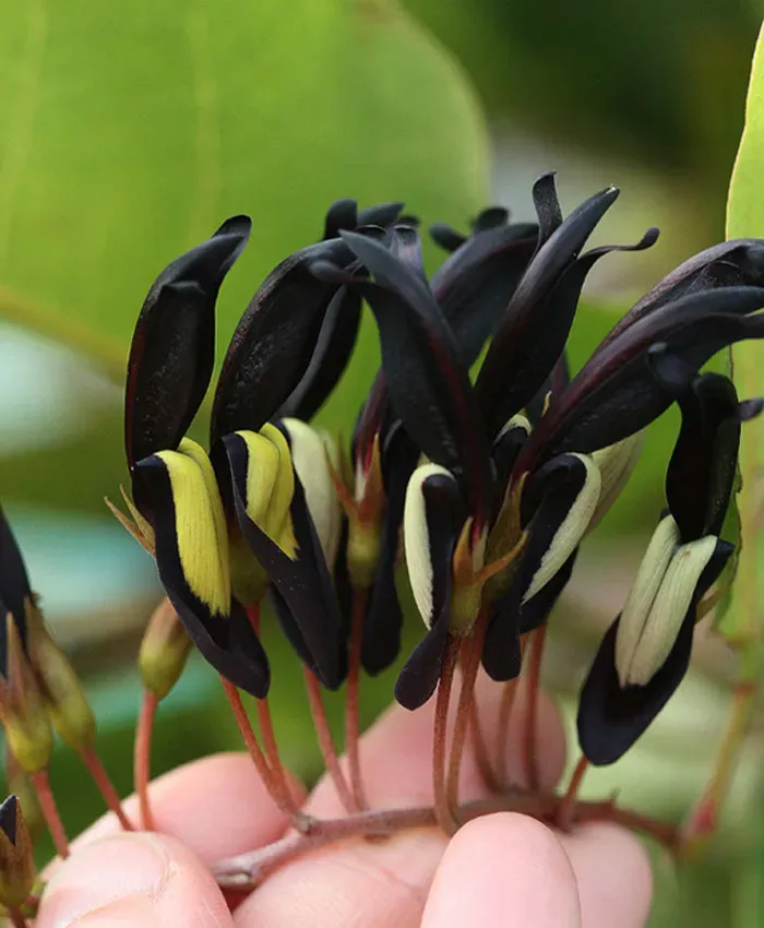The Natural World Kennedia nigricans klimplant zwart geel