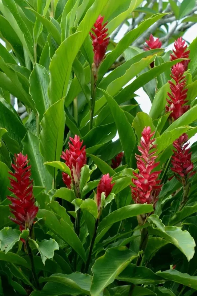 The Natural World Alpinia purpurata kuipplant rood P9