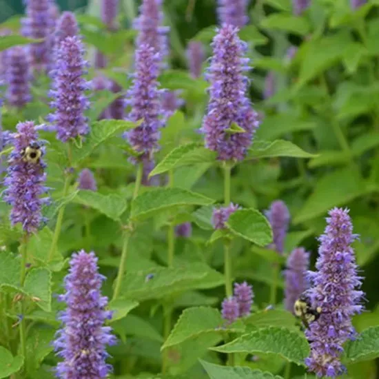 The Natural World Agastache foeniculum kruidenplant P9 eetbaar